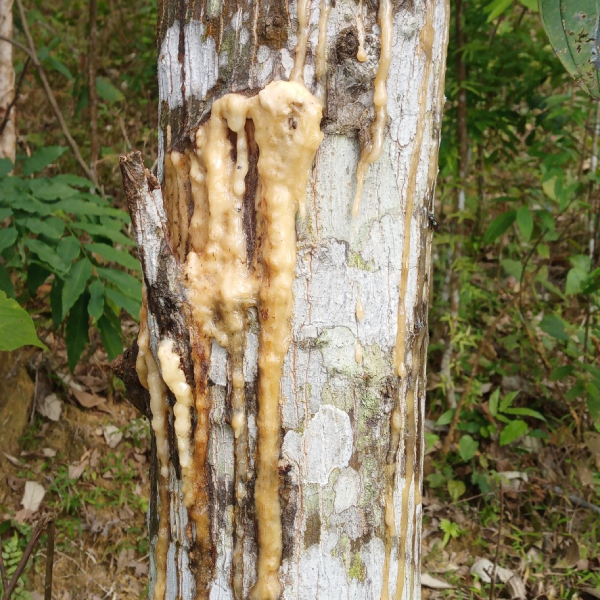 Benzoin Siam is the best material for Fragrances