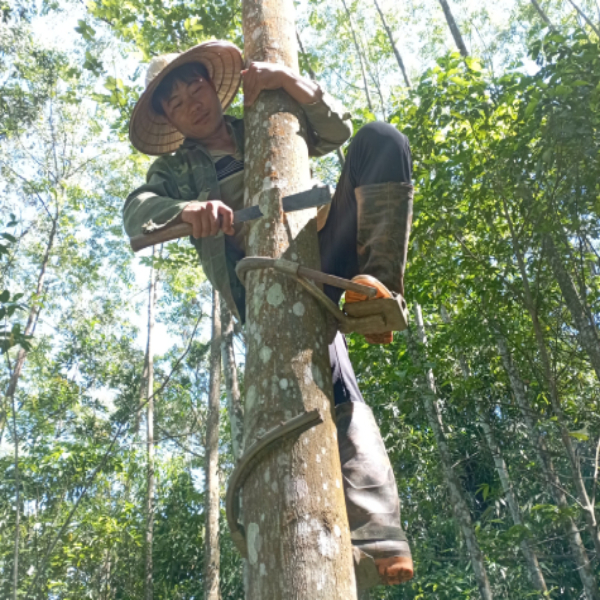 How to tapping Benzoin Tree